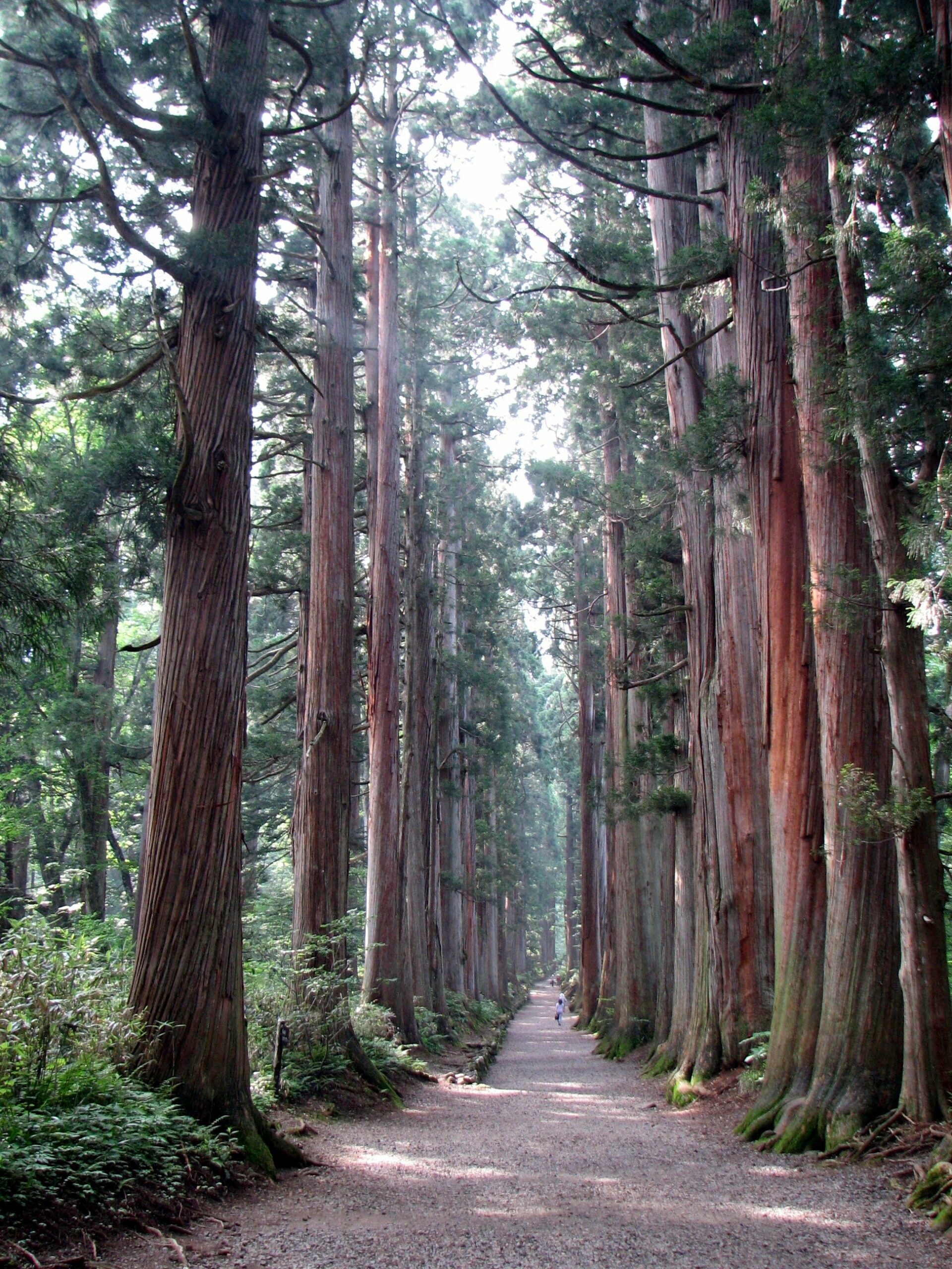 Wikipedia_SugiTrees